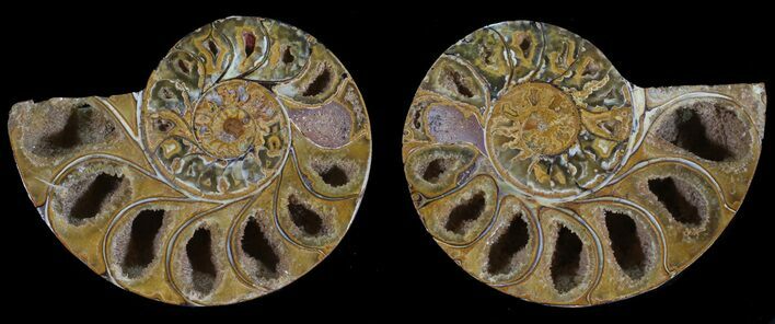 Cut & Polished, Agatized Ammonite Fossil - Jurassic #53825